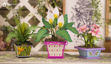 Pretty Potted Plants SVG Bundle